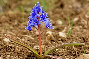 Scilla: Alpine Squill