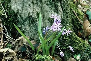Scilla: Alpine SQUILL