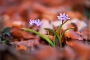 Scilla: Alpine squill