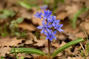 Scilla: Alpine squill - in high beech woodland