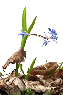 Scilla: Alpine Squill pierced leaf
