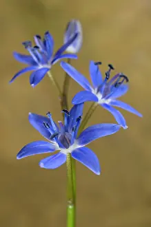 Scilla: Alpine Squill - portrait