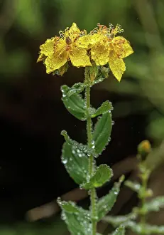 Bob Gibbons: Alpine St John's Wort, Hypericum richeri subsp
