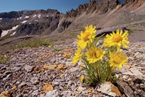 Grandiflora: Alpine Sunflower, Old Man of the Mountains / Mountain