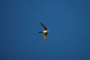 Swifts: Alpine Swift