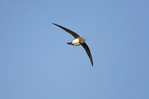 Swifts: Alpine Swift - In Flight