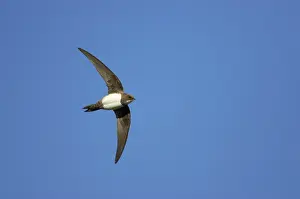 Swifts: Alpine Swift - In Flight