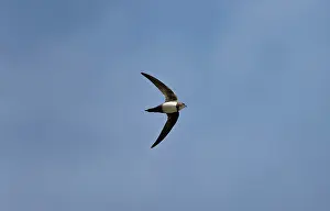 Swifts: Alpine Swift in flight