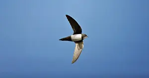 Swifts: Alpine Swift in flight