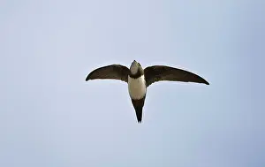 Swifts: Alpine Swift in flight