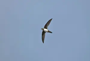 Swifts: Alpine Swift in flight