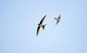 Swifts: Alpine Swift in flight