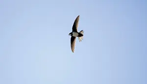 Swifts: Alpine Swift in flight