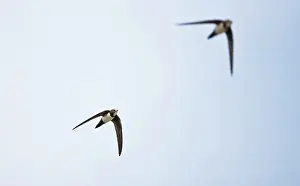 Swifts: Alpine Swift in flight