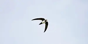Swifts: Alpine Swift in flight