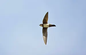 Swifts: Alpine Swift in flight