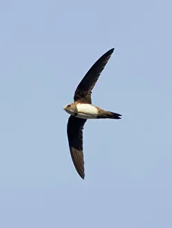 Swifts: Alpine Swift - in flight