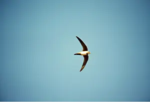 Swift: ALPINE SWIFT - IN FLIGHT