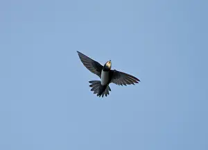 Fluttering: Alpine Swift - in flight fluttering with wings