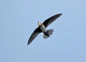Fluttering: Alpine Swift - in flight fluttering with wings