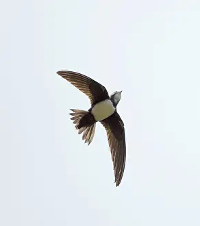 Fluttering: Alpine Swift - in flight fluttering with wings