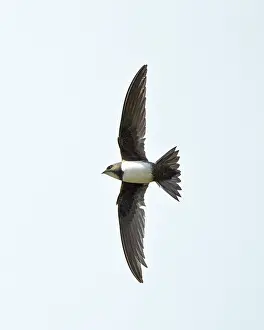 Swifts: Alpine Swift - in flight with wings and tail spread