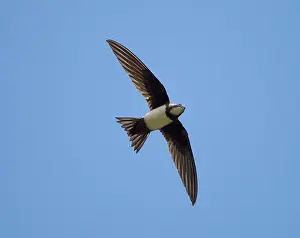 Swifts: Alpine Swift - in flight with wings and tail spread