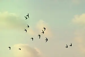 Swifts: Alpine SWIFTS - in flight