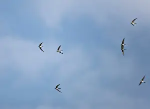 Swifts: Alpine Swifts in flight
