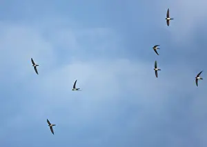 Swifts: Alpine Swifts in flight