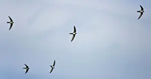 Swifts: Alpine Swifts in flight