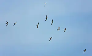 Swifts: Alpine Swifts in flight