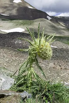 Mosquito: Alpine Thistle (Cirsium scopulorum), Mosquito Pass
