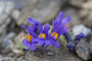 150419: Alpine Toadflax - flowering - Hohe Tauern National
