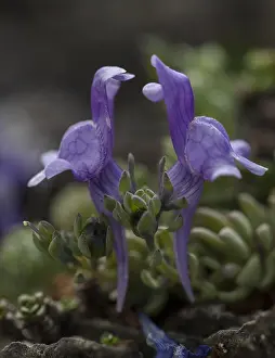 Montane: Alpine Toadflax, Linaria alpina, blue form, in flower