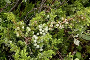 Juniper: Alpine version of common juniper with berries