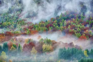 Michele Menegon: Alpine Wood