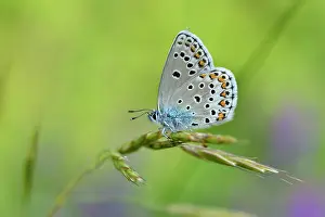 Plebejus: Alpine Zephyr Blue