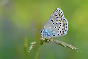 Plebejus: Alpine Zephyr Blue
