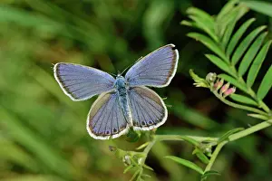 Plebejus: Alpine Zephyr Blue male