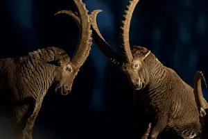 Alpines: Alpines ibex (Capra ibex) males fighting, Valais