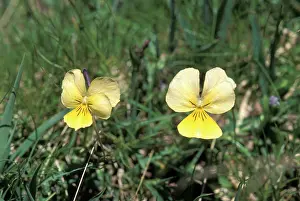 Calcarata: Alps Pansy - Flowers