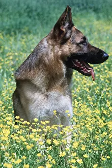Alsatian: ALSATIAN DOG / GERMAN SHEPHERD - in buttercup field