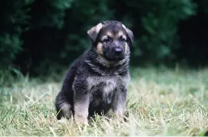 Alsatian: Alsatian / German Shepherd Dog - puppy