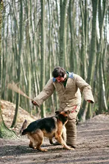 Trained: Alsatian / German Shepherd Dog - being trained