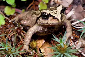 Emergent: Alsodes igneus