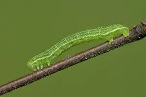 Geometridae: Alsophila aescularia