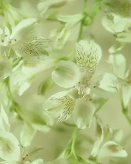 Incas: Alstroemeria