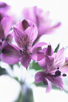 Incas: Alstroemeria
