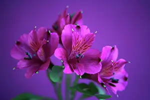 Incas: Alstroemeria
